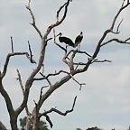 Johannesburg Kruger març 2009 812