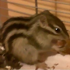 ardi