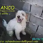 BLANCO Valencia adoptado