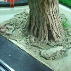 Arboles espesos 008 (Small)