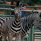 Zoo de Barcelona 28-01-11 360