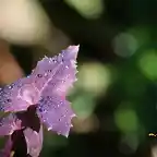 10, gotas de roco, marca