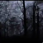 Dark Forest