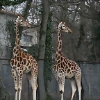 Zoo Lyon + Safari Peaugres febrer 2011 1215