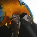 Zoo Lyon + Safari Peaugres febrer 2011 1283