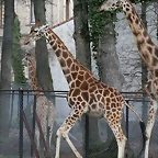 Zoo Lyon + Safari Peaugres febrer 2011 1155