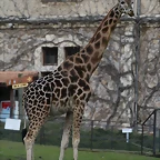 Zoo Lyon + Safari Peaugres febrer 2011 1224
