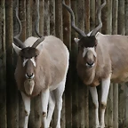 Zoo Lyon + Safari Peaugres febrer 2011 1343