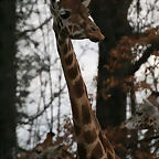 Zoo Lyon + Safari Peaugres febrer 2011 1254
