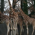 Zoo Lyon + Safari Peaugres febrer 2011 1247