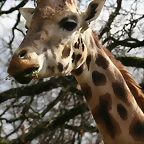 Zoo Lyon + Safari Peaugres febrer 2011 1325