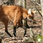 Zoo Lyon + Safari Peaugres febrer 2011 1311