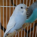 aperiquita