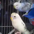 Budgies