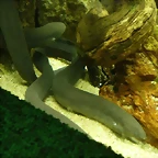 Lepidosiren paradoxa (12-10-16 Acuario Fluvial de Zaragoza)