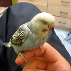 peri bebe