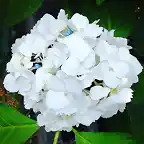 White Hydrangea