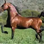 caballo