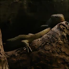 Zoo de Barcelona 27-03-11 623