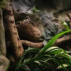 Zoo de Barcelona 27-03-11 624