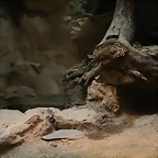 Zoo de Barcelona 27-03-11 626