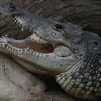 Zoo de Barcelona 27-03-11 644