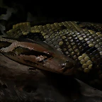 Zoo de Barcelona 27-03-11 615