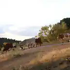 09, vacas hacia la carretera, marca