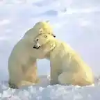 bear20hug2fz