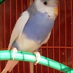 Caramelo