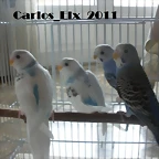 4 adios  3 28-5-2011