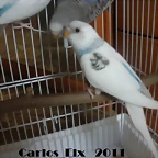 4 adios 1  28-5-2011