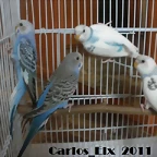 4 adios  28-5-2011