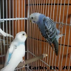 4 adios 2 28-5-2011