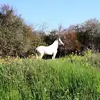 caballo pastando