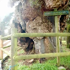 DSCN5379