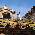 gato tomando el sol