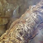 Varanus acanthurus (20-8-11 Tierpark Berlin)