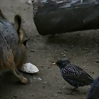 Zoo de Barcelona 23-01-11 505