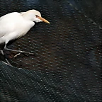 Zoo de Barcelona 23-01-11 612