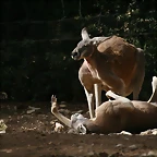 Zoo Lunaret + Sigean 18 i 19-09-10 661