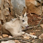 Zoo Lunaret + Sigean 18 i 19-09-10 768