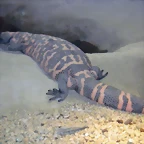 Heloderma suspectum