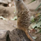 Zoo de Barcelona 13-10-10 081