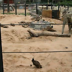 Zoo de Barcelona 13-10-10 159