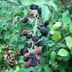 moras