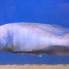 Cyrtocara moorii (5-8-17 Zoo Zajac)