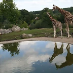 Beauval agost 2010 1273