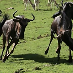 Beauval agost 2010 1450