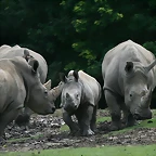 Beauval agost 2010 1365